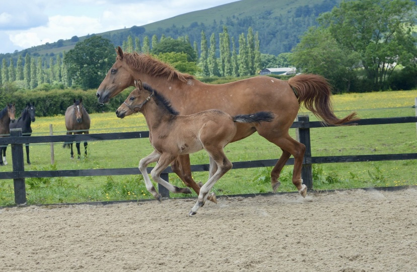 Penhaligon Stud Echo's New Beginning (Clover)