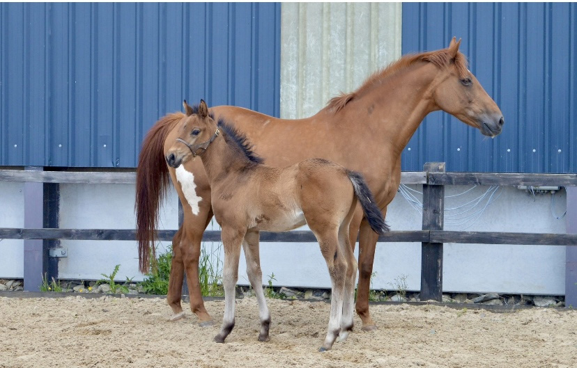 Penhaligon Stud Echo's New Beginning (Clover)