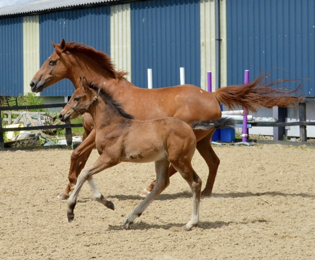 Penhaligon Stud Echo's New Beginning (Clover)