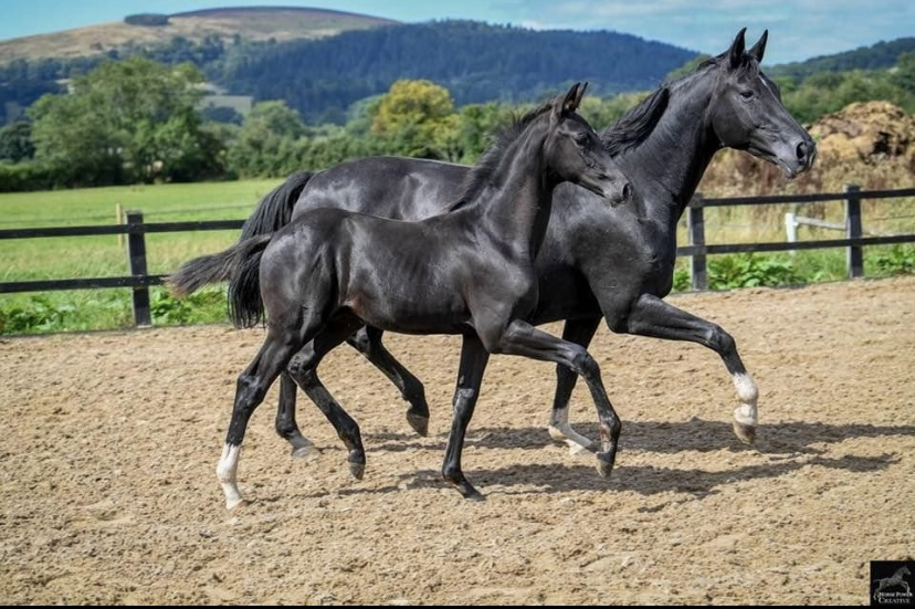 Penhaligon 2024-25 foals